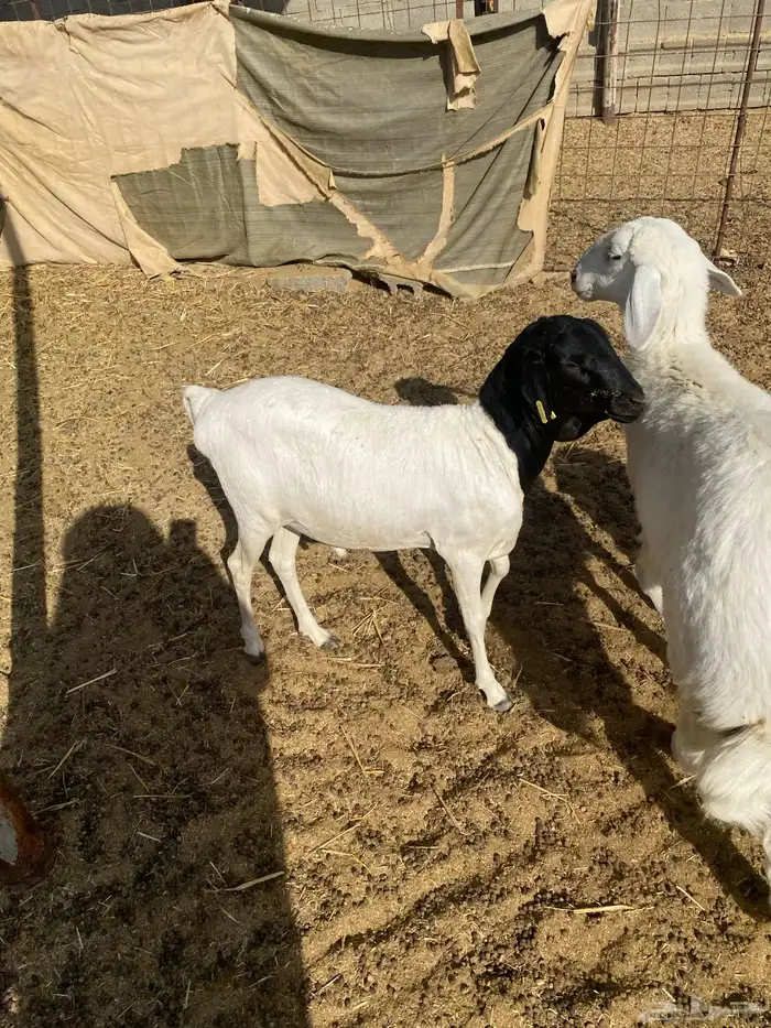 بربري خروف 1