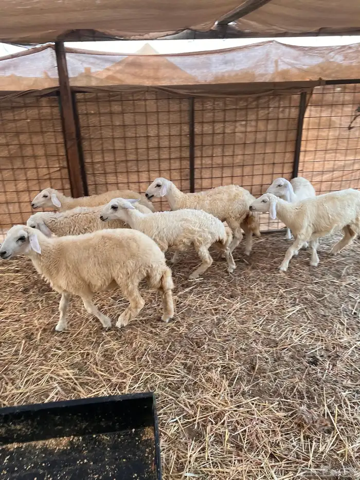 طليان وتيوس 1