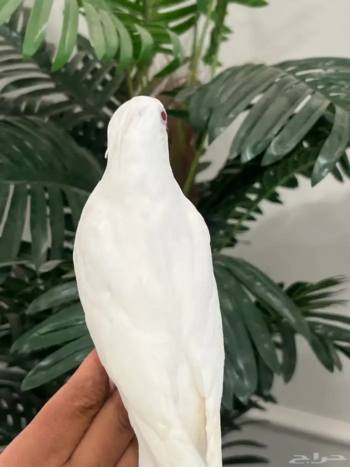 كروان اللبينو عيون حمرا الليف نهاية غر ( على للسوم ) 0