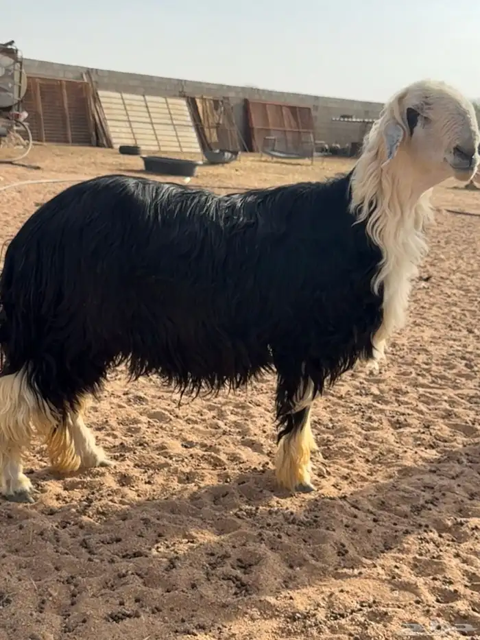 فحل نجدي تو اثنئ للبيع 9