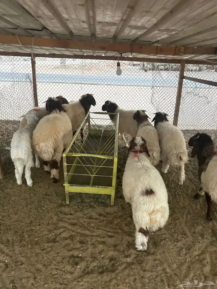 ذبايح نعيم جذعان وهرافي 0