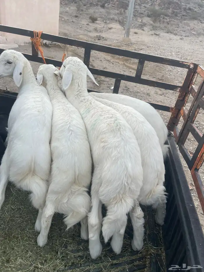 طليان العدد 5 شعره درجه اول 0