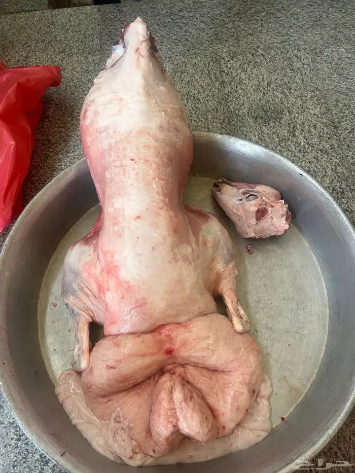 نعيم فاخر كفو مفاطيح ناهيه وهرافي وحريات ثلاجه 6