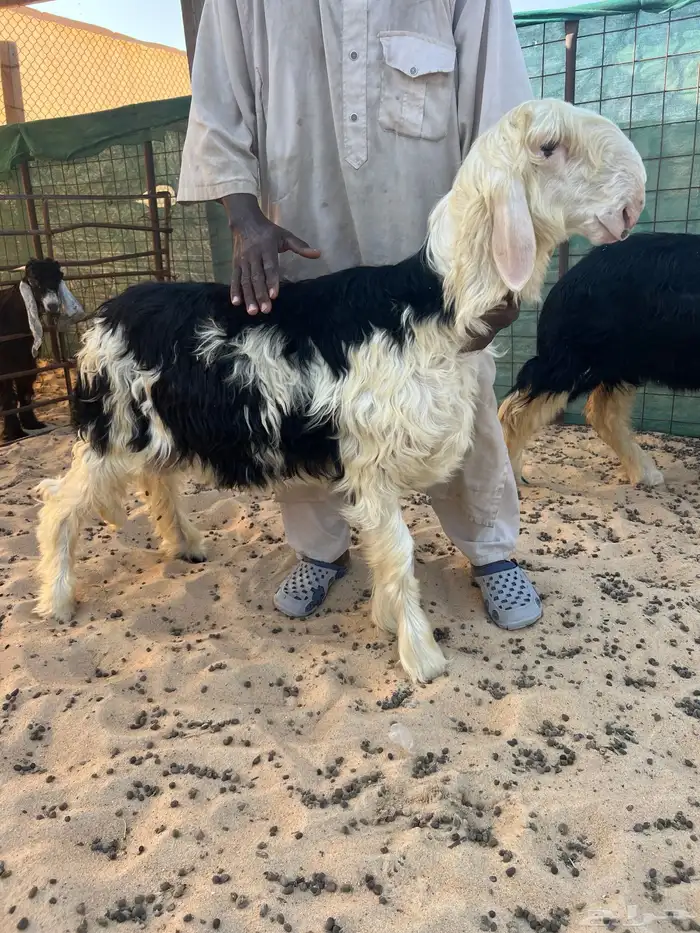 فحل صنف منتج نوادر 7