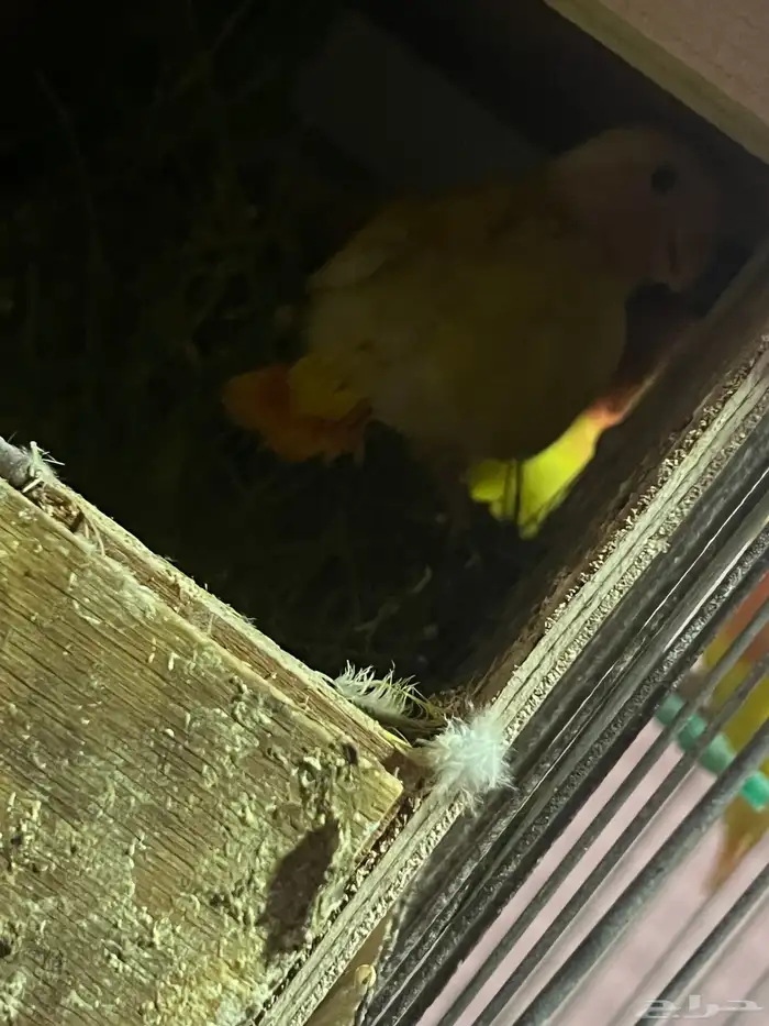 روز زوج منتج 7