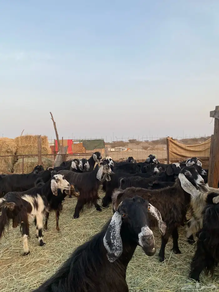 للبيع معزا عوارض صنف الصنف بالفحل دفيع ومضاريع 29
