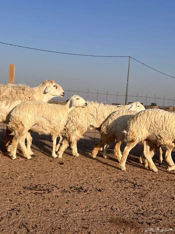 مراح حريات حرش اشباب مضاريع ودفيع 0