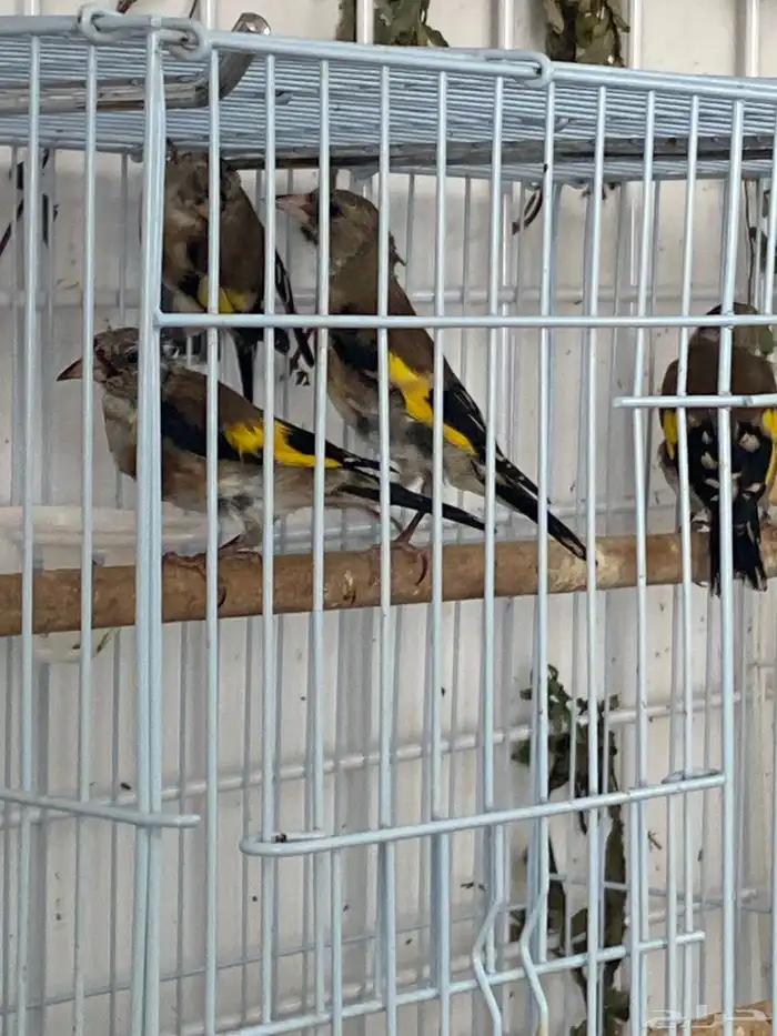 حسون فروخ تم البيع 4