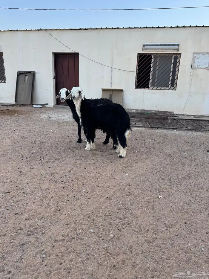 نجديه والد معها خروف كبير 0