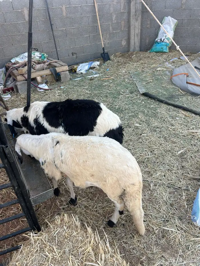 طليان سواكن. اثنين 0