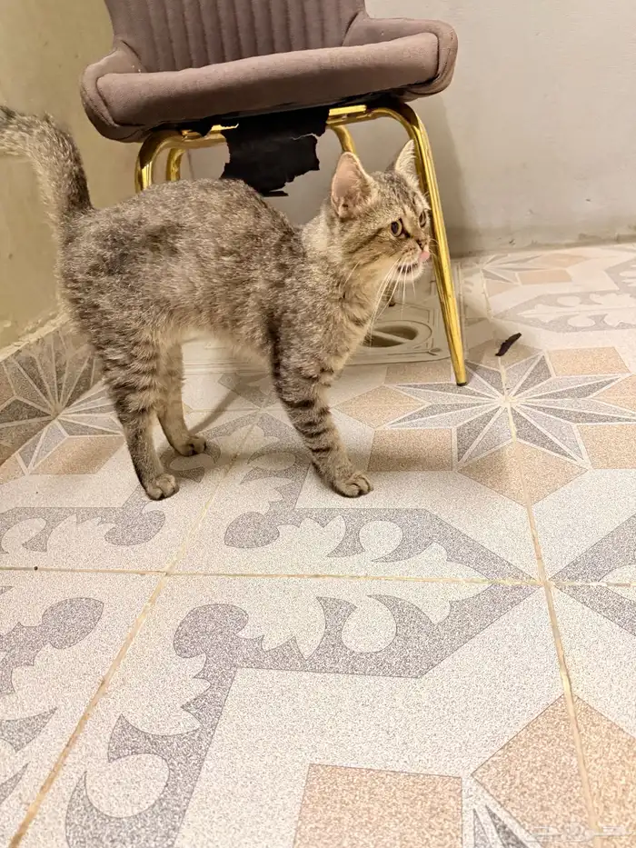 بسه بيت ضايعه بالحمدانيه 2