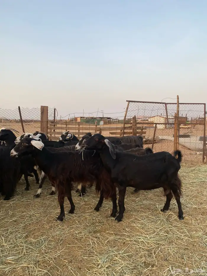 للبيع معزا عوارض صنف الصنف بالفحل دفيع ومضاريع 11