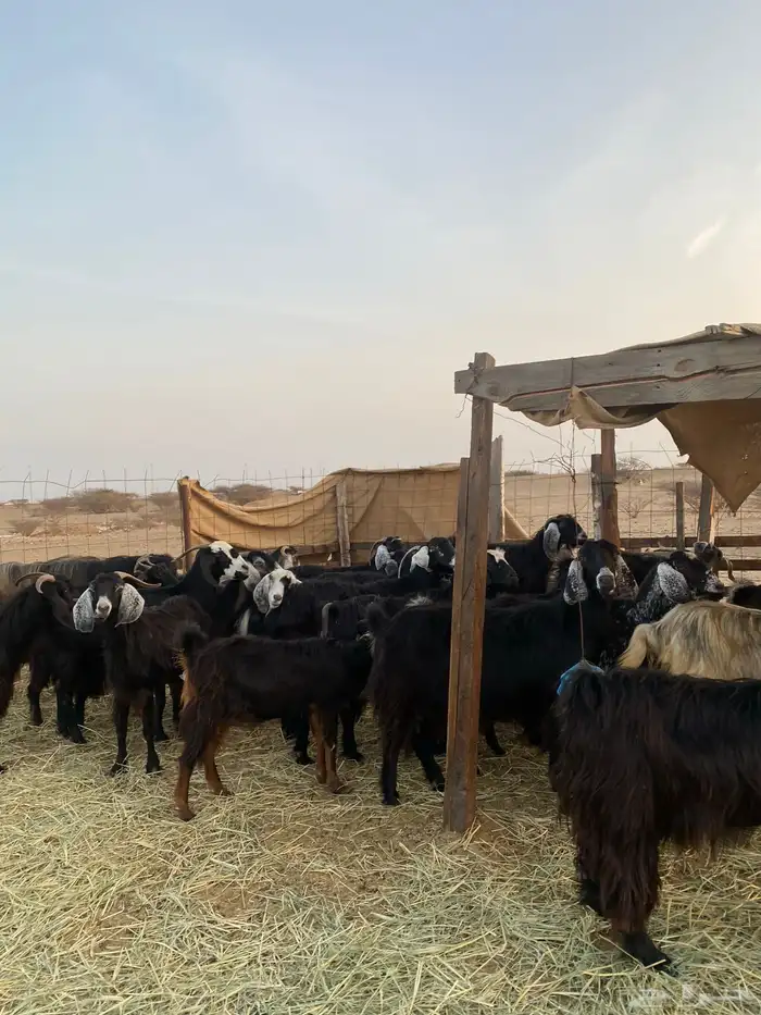 للبيع معزا عوارض صنف الصنف بالفحل دفيع ومضاريع 36