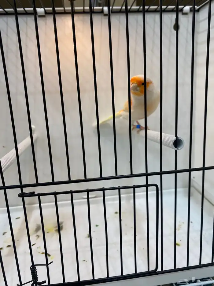 ذكر مايزيك تغريد نار 1