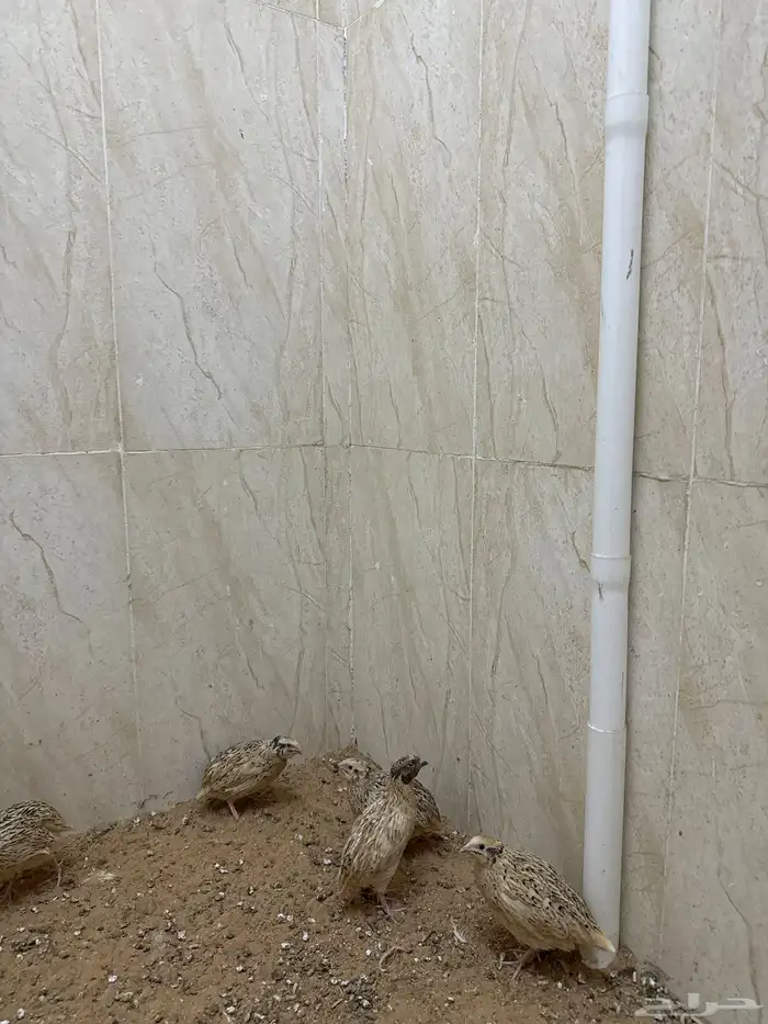 سمان للبيع الصحه 100بل 100وسمان منتج للبيع جمله وتفريد 0