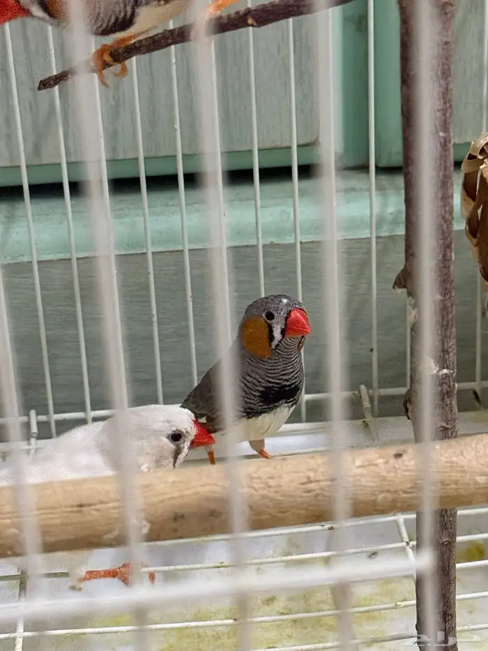 2 pairs with cage for sale 0