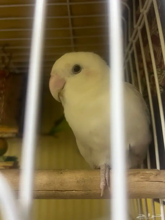 parrots for sale 10