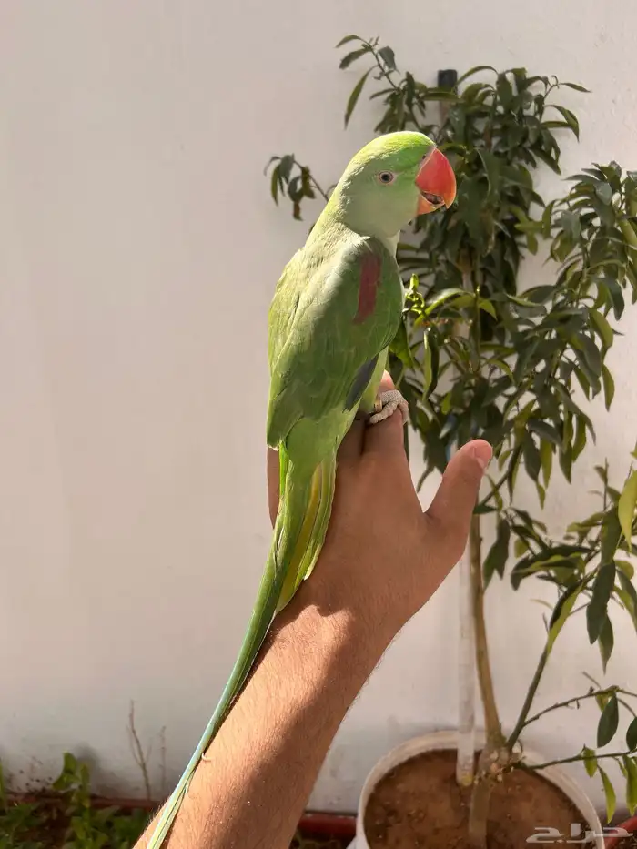 ذكر دره نيبالي اليف و متكلم 9