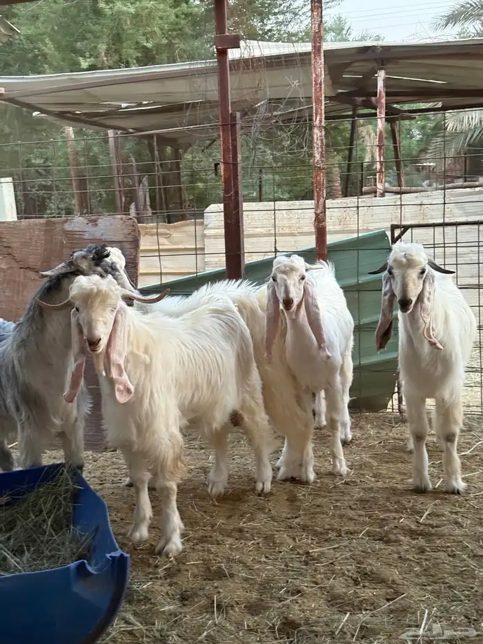 تيوس جذعان جبره طيبات المزاحمية غرب الرياض 3