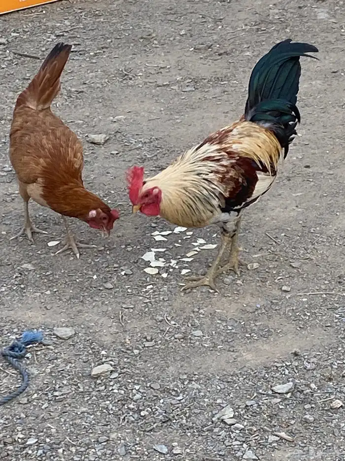 ديك ودجاجه بلدي 2