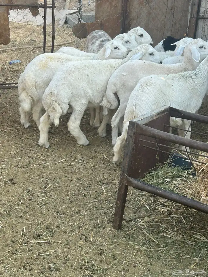 طليان حريه 0