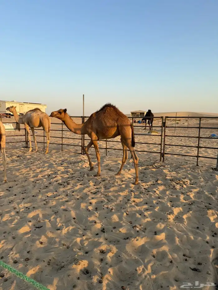 للبيع قعدان قصب 1