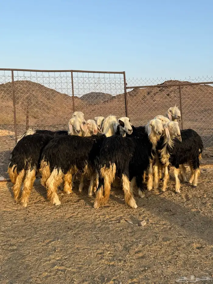 ررخال نجدد صنف الصنف 9