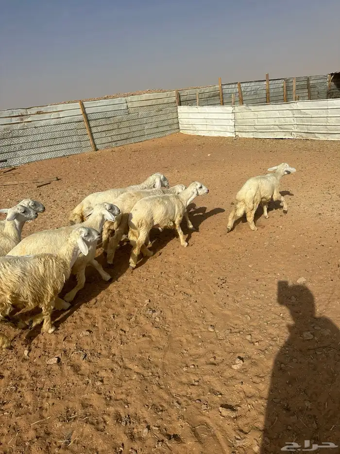 هرافى حري العدد 6(. 5خرفان  . 1رخل) 7