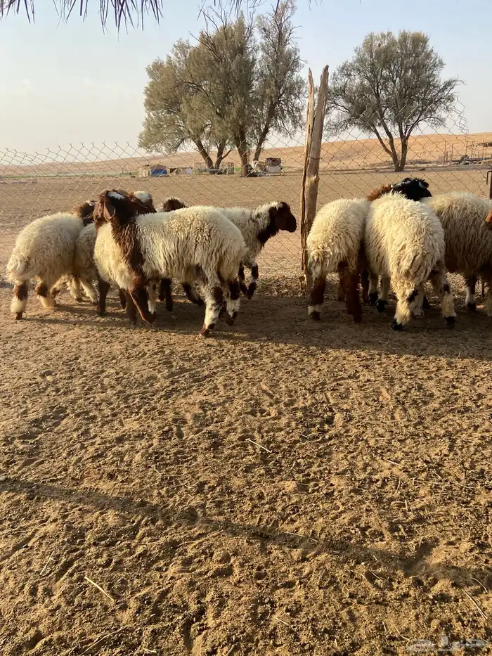 طليان نعيم 11