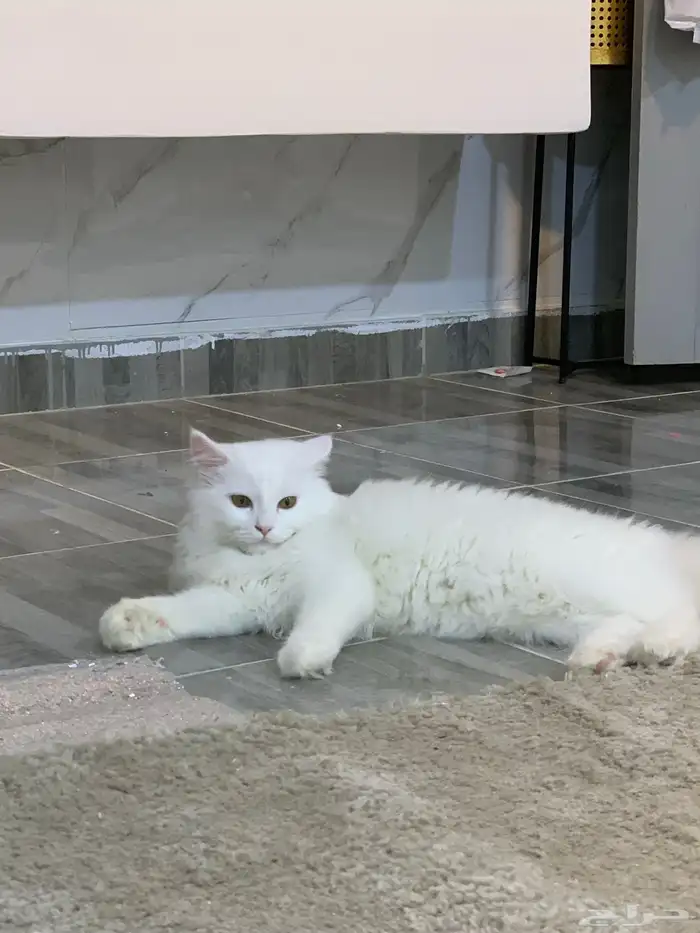 قطط لتبنى مجان ا 5