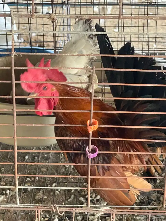 دجاج جابانيز بياض 3