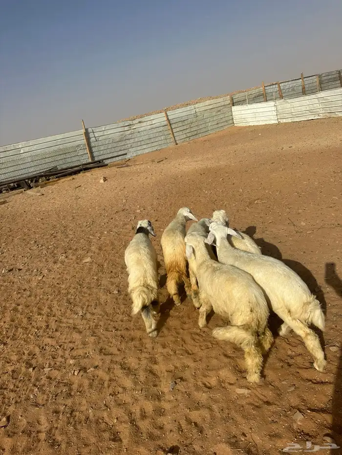 هرافى حري العدد 6(. 5خرفان  . 1رخل) 3