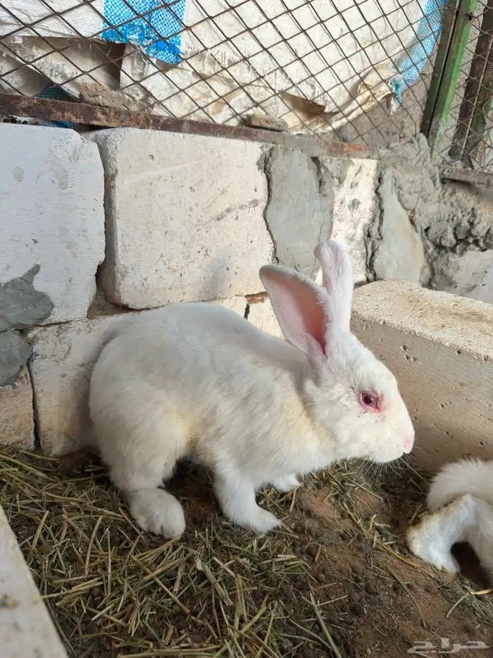 ارنب فرنسي 1