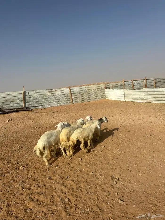 هرافى حري العدد 6(. 5خرفان  . 1رخل) 6