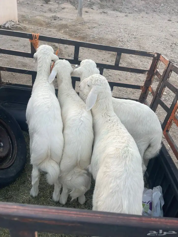 طليان العدد 5 شعره درجه اول 1