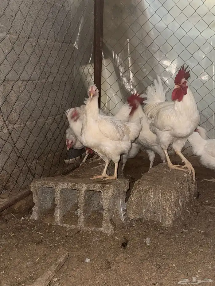 دجاج تركي ابيض 5