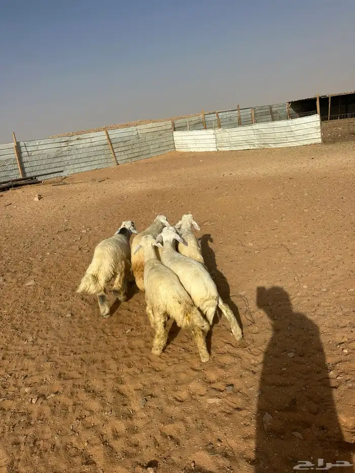 هرافى حري العدد 6(. 5خرفان  . 1رخل) 2