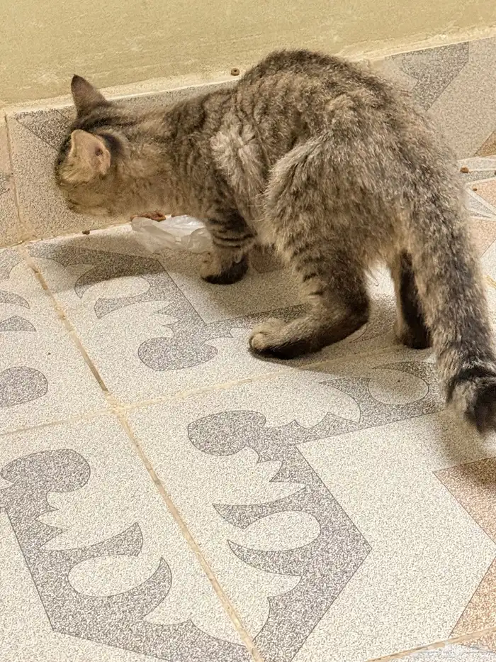 بسه بيت ضايعه بالحمدانيه 7