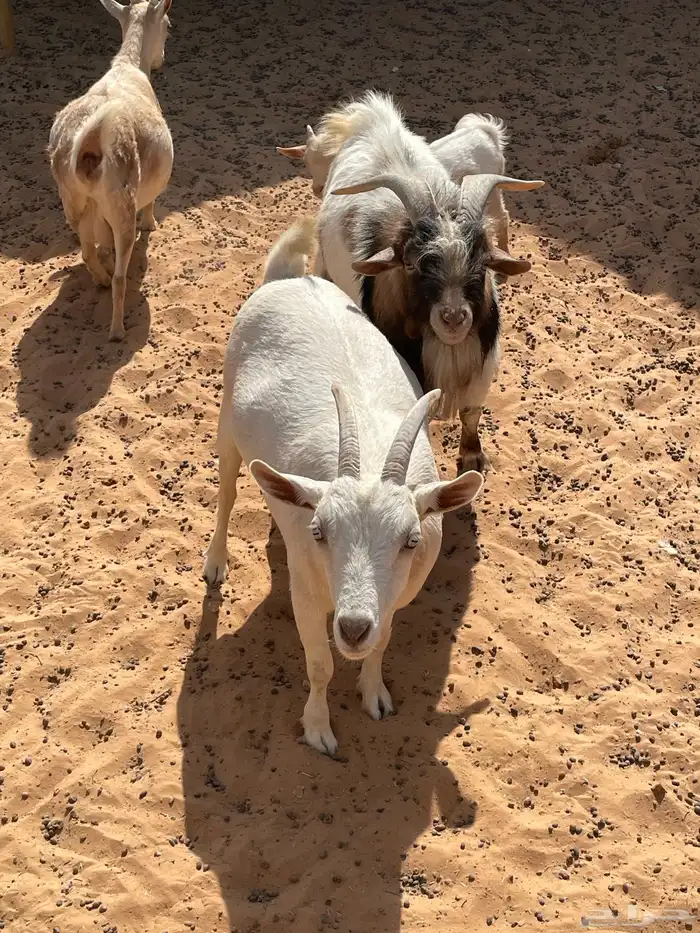 ماعز قزمي للبيع 2