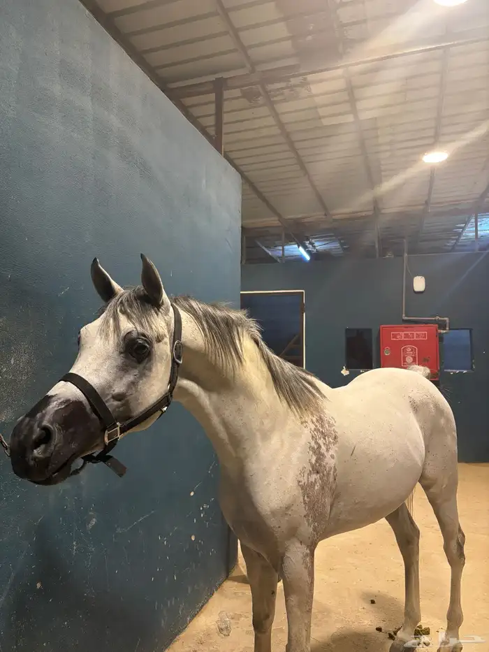 الخيل شعبي شيخخ 1