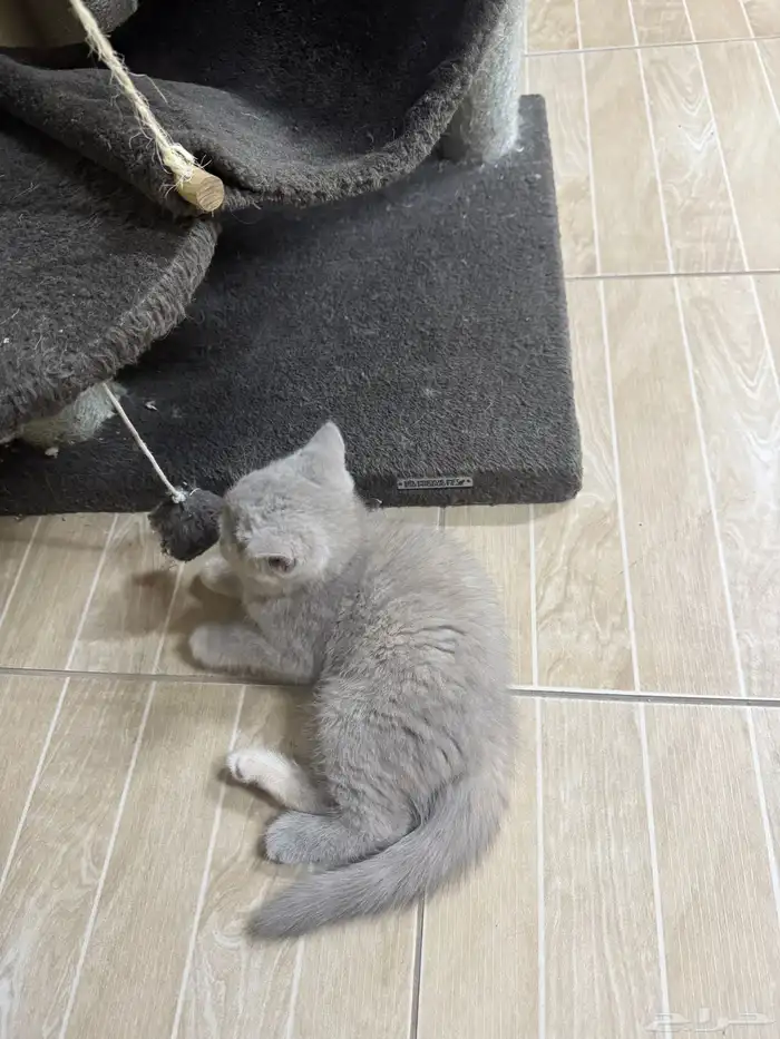 cats for adoption 3