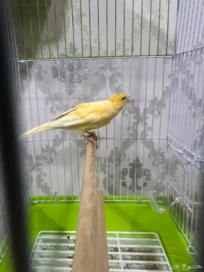 دكور كناري تغريد 1