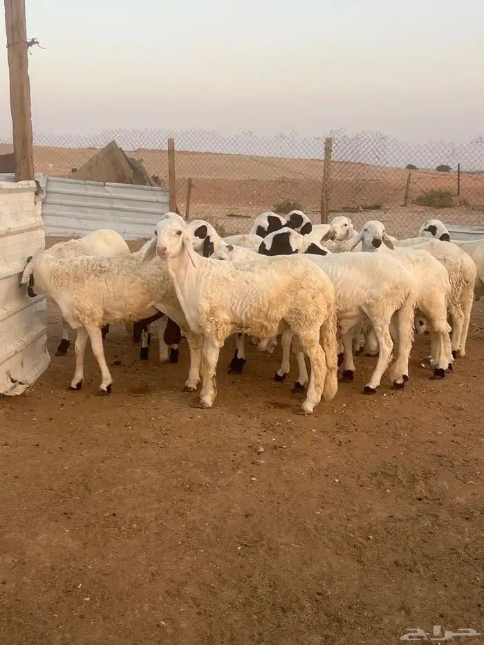 خرفان نعيمي جبر وناهي 11
