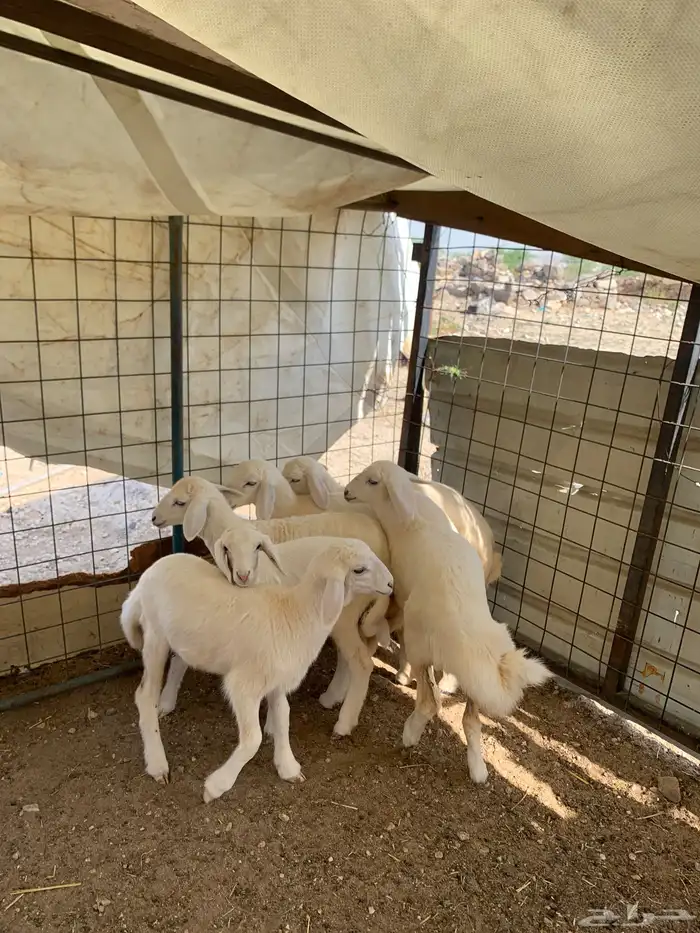 بهم حري العمر شهرين تقريبا 0