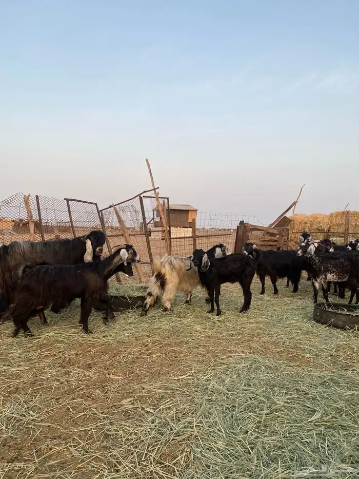 للبيع معزا عوارض صنف الصنف بالفحل دفيع ومضاريع 23