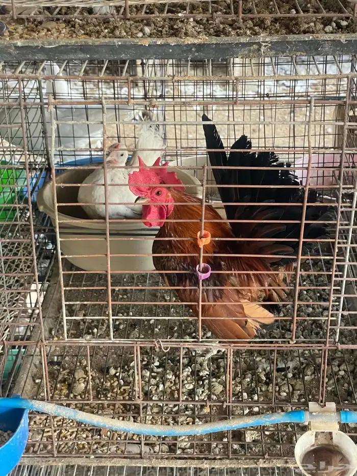 دجاج جابانيز بياض 1