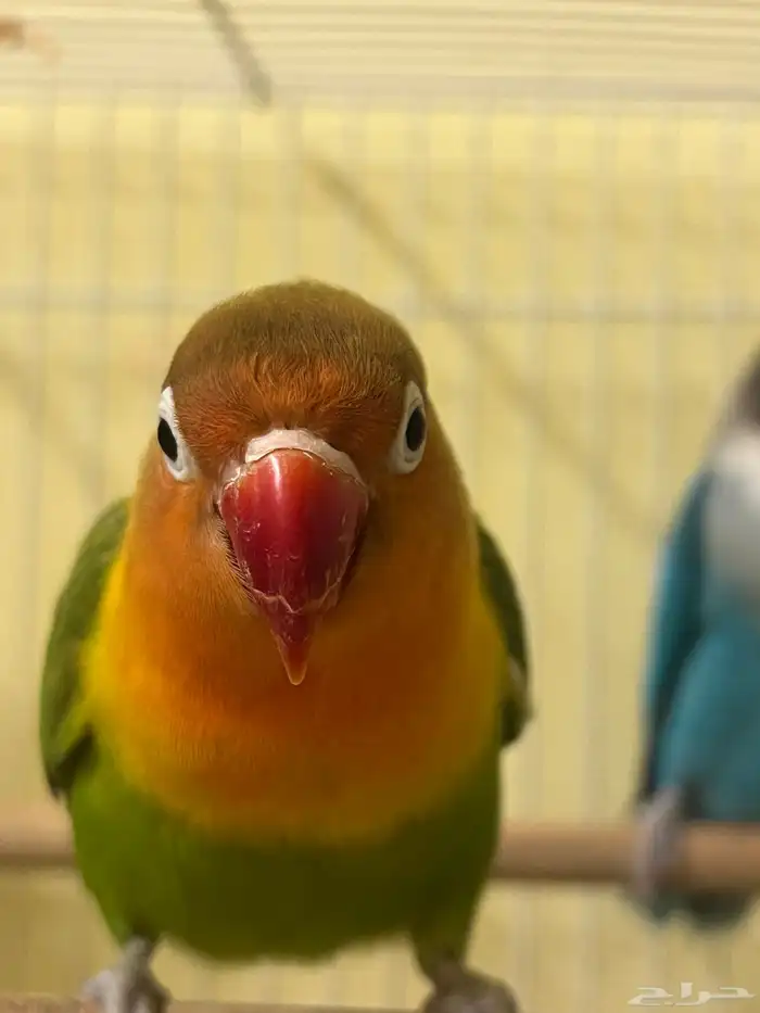 parrots for sale 4