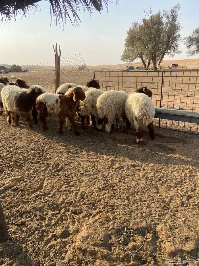 طليان نعيم 6
