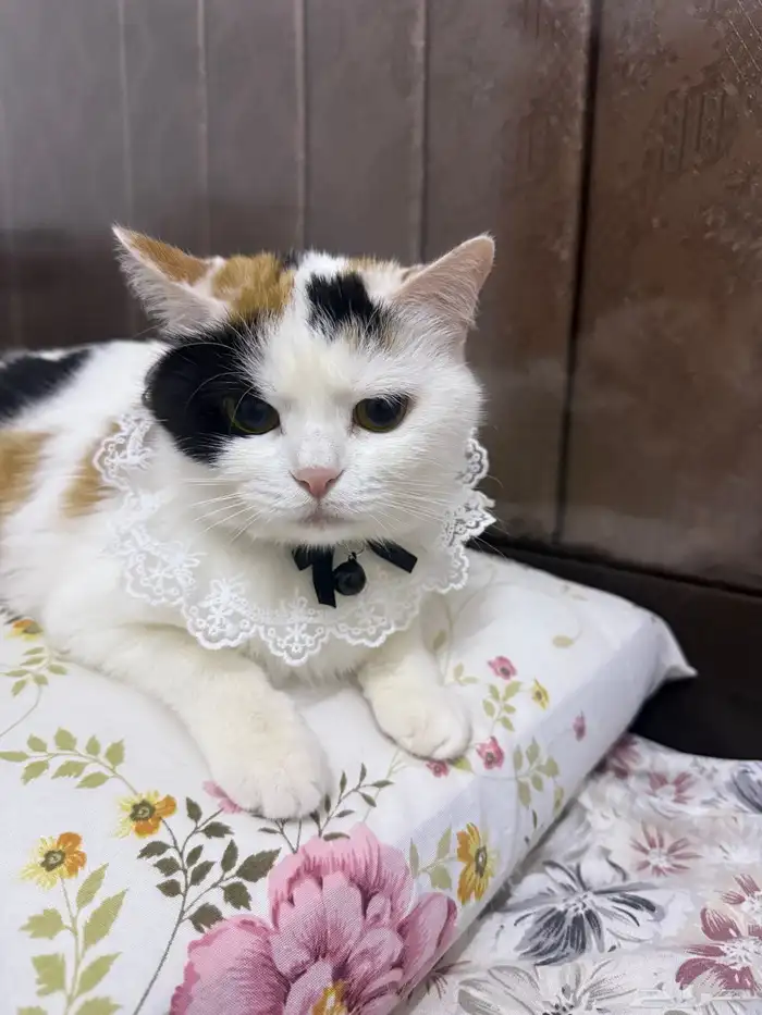 قطه انثى للتزاوج 1