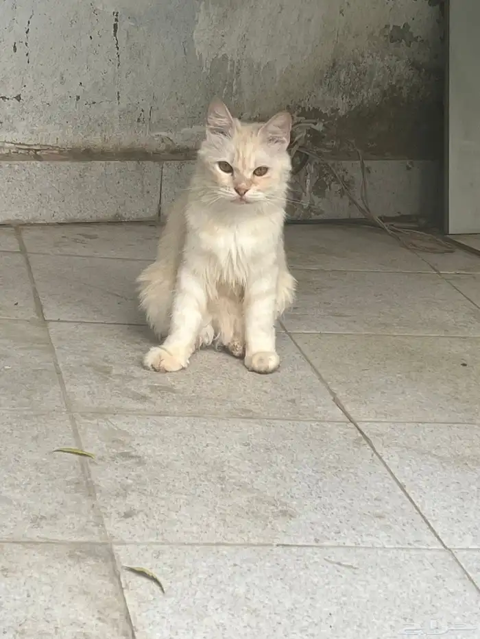 قطط شيرازي العمر سنه 1 0